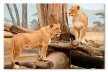 Leoaice Africa 21940