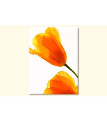 Tablouri Lalele 4149