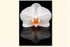 Orhidee oglindita 5860