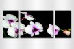 Orhidee alba 2061