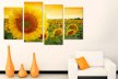 Tablouri canvas floarea soarelui