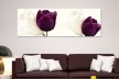 Tablouri Tulips 22987